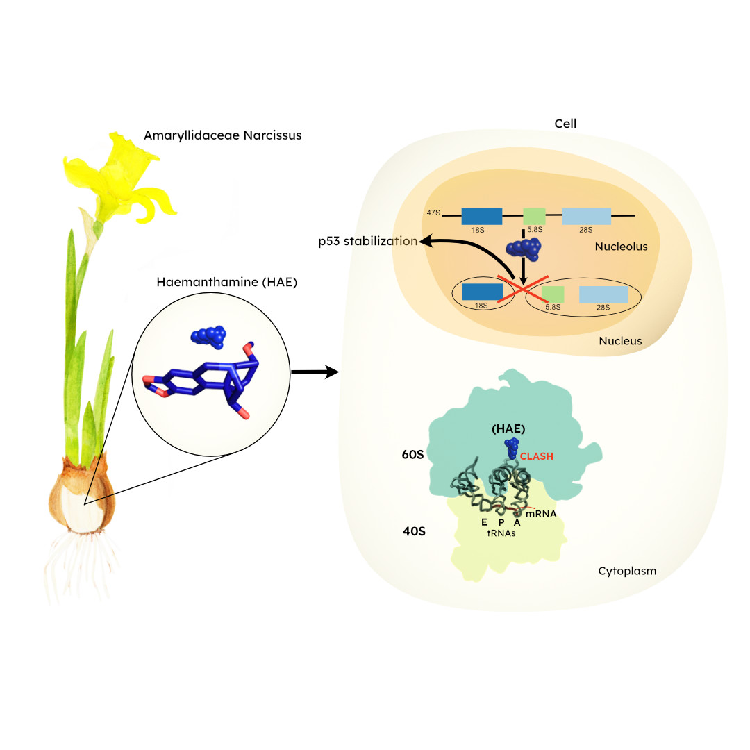 Graphical abstract on the left a daffodil and on the right schematic view of ribosome inside the cell